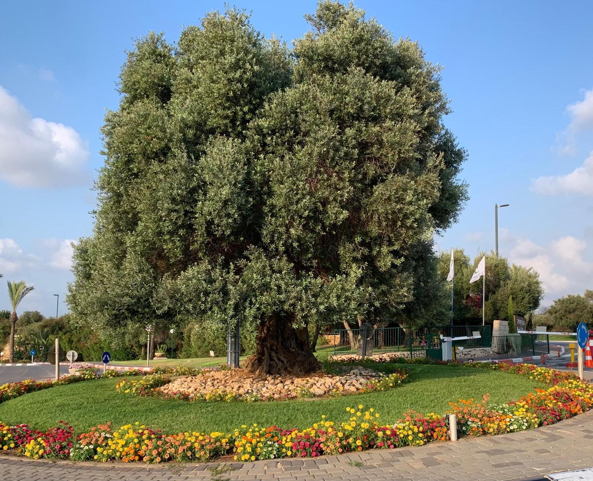 Mina'S Suites - קיסריה Bagian luar foto